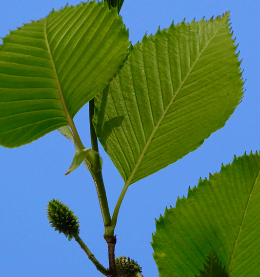 Close-up of green serrated leaves and young cone-like catkins of Alnus firma, the Japanese alder, against a clear blue sky