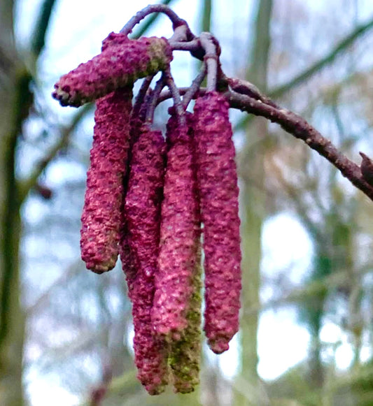 Alnus glutinosa close-up of hanging reddish catkins on bare branch in winter background