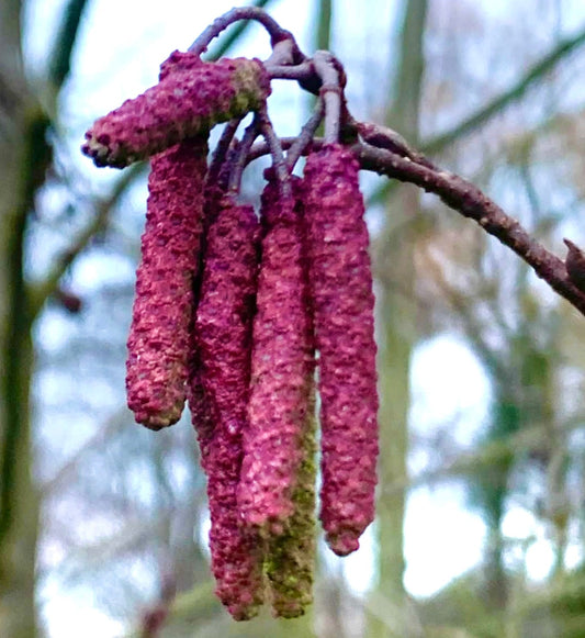 Alnus glutinosa primo piano di amenti viola su ramo spoglio in sfondo di foresta invernale