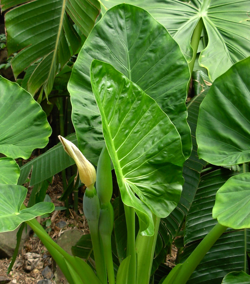 Alocasia macrorrhiza grandi foglie verdi lucide con bocciolo di fiore emergente in ambiente naturale