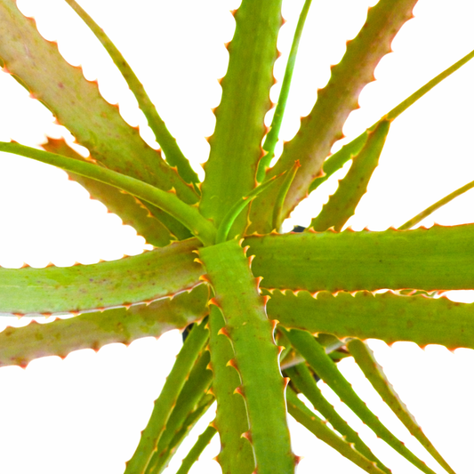 Aloe acutissima var antanimorensis (North West of Antanimora) 15-30cm