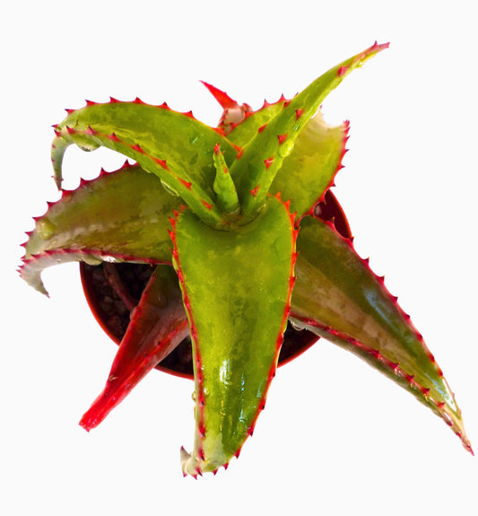 Aloe alooides Mpumalanga, RSA (ex Specks, Exotica) 15-30cm | Aloe