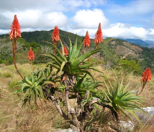 Aloe arborescens succulent shrub with spiky green leaves and vibrant red flower spikes outdoors