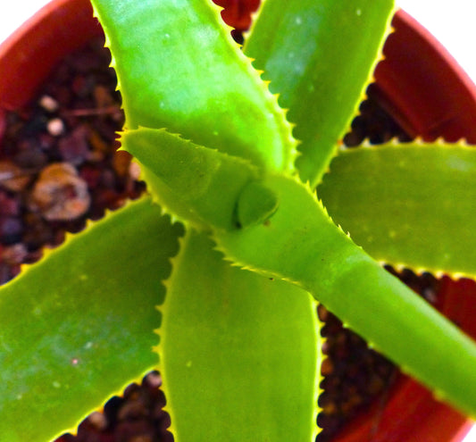 Aloe bernadetteae (road Tolanaro to Manantenina, MADAGASCAR) 5-10cm