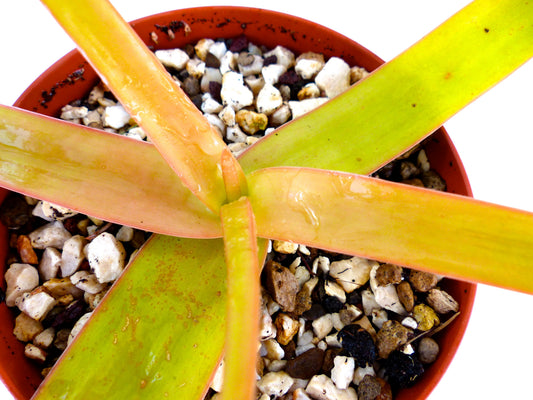 Aloe bosseri (ex Specks, Exotica) 15-30cm | Bosser's aloe