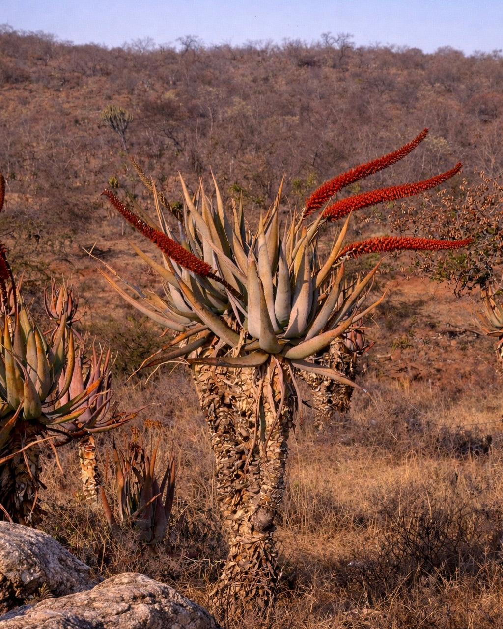 Pianta succulenta Aloe castanea con alte infiorescenze rosse in un paesaggio arido del Limpopo