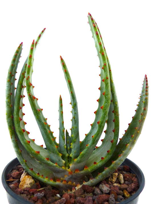 Aloe compressa ssp. schistophila 15-30cm | Compact aloe