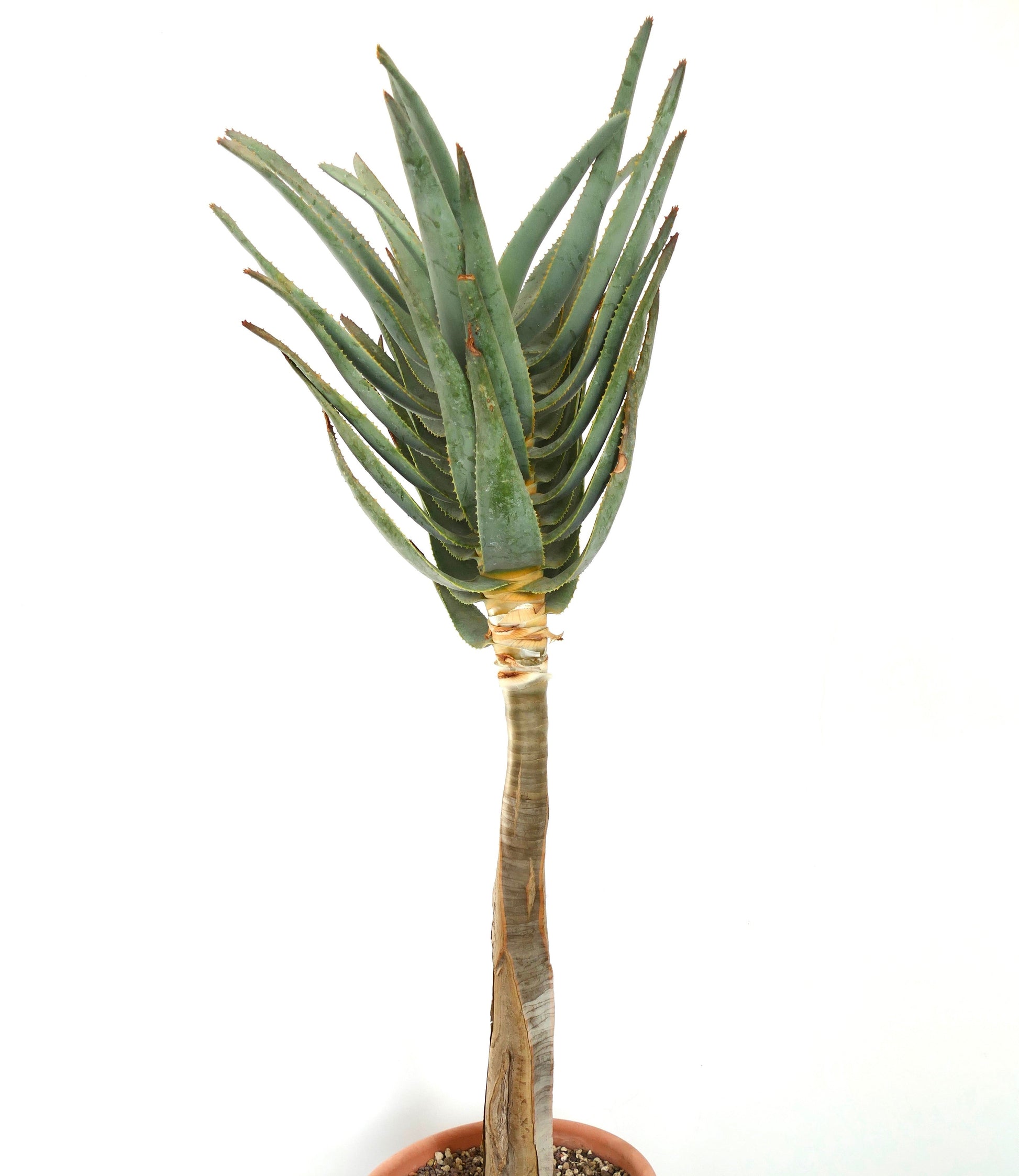 Aloe dichotoma alta succulenta con foglie verdi spinose e fusto legnoso in vaso