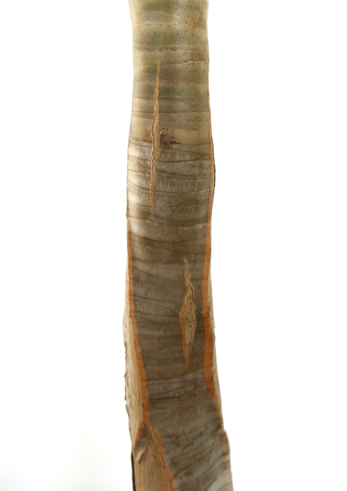 Aloe dichotoma succulent tree trunk with rough textured bark and vertical scars