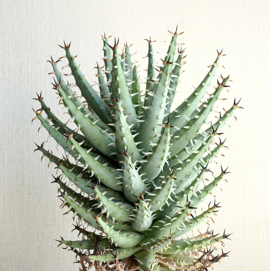 Aloe erinacea 15-30cm diameter | Black-spined aloe | Erinacea aloe