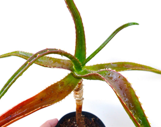 Aloe eximia 80km West of Antsirabe, MADAGASCAR) 15-30cm | Eximia aloe