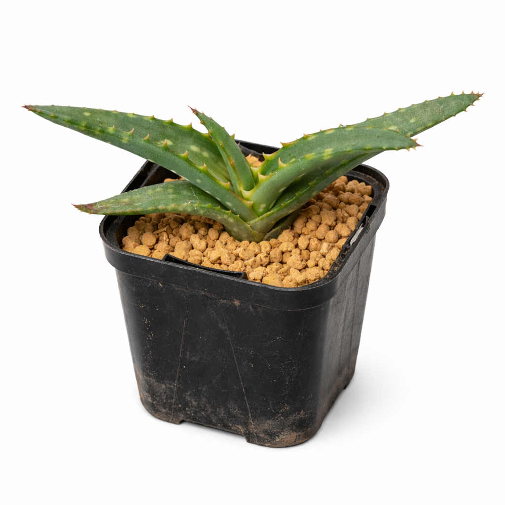 Pianta succulenta Aloe gilbertii con foglie verdi spinose in vaso di plastica nero