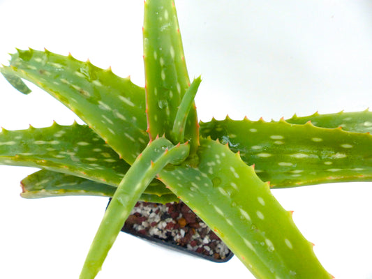 Aloe harlana (Harerghe Province, ETHIOPIA) 15-30cm | Harlana aloe