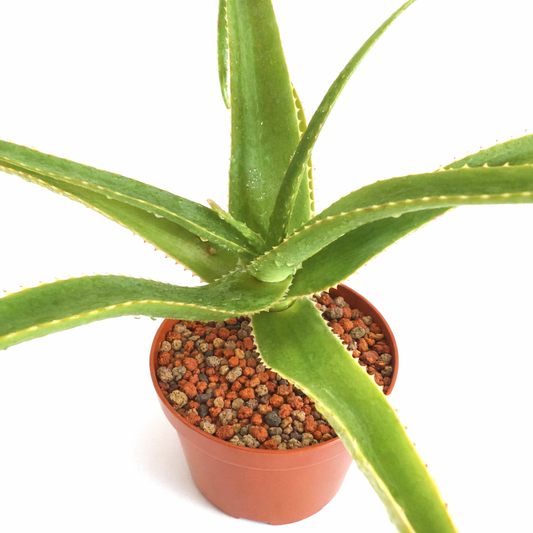 Aloe helenae (East of Mandrare river, Ambovombe) 15-30cm
