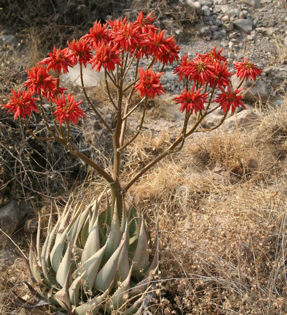 Aloe hereroensis grassa con foglie spesse e spinose e fiori tubolari di un rosso brillante in grappoli