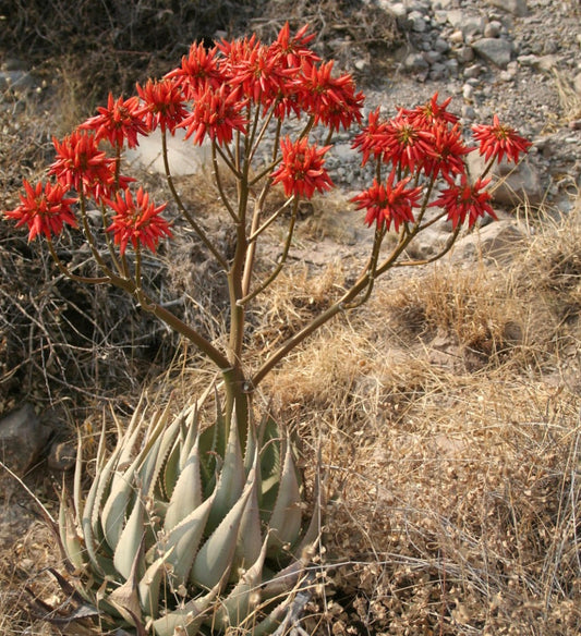 Aloe hereroensis succulent with thick spiky leaves and bright red tubular flowers in clusters