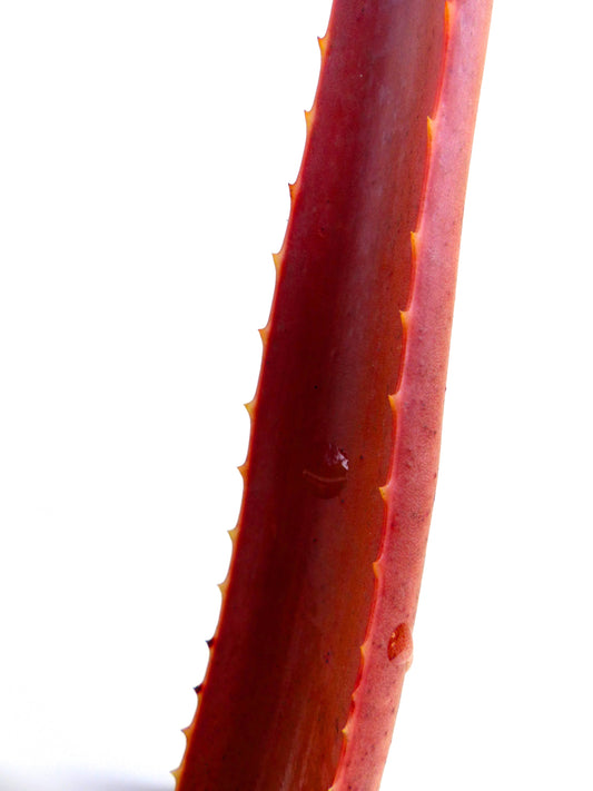 Aloe johannis-philippei 15-30cm | Aloe | Johann's aloe