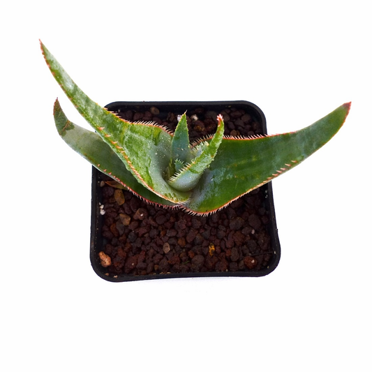 Aloe laeta MADAGASCAR 5-10cm | Aloe | Madagascar aloe