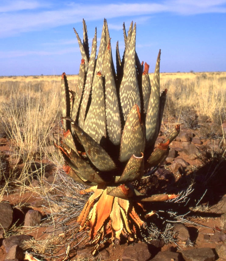 Succulenta Aloe littoralis con foglie spesse macchiate e base desertica secca in paesaggio arido