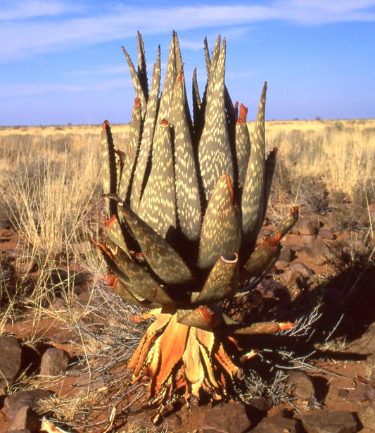 Succulenta Aloe littoralis con foglie spesse macchiate e base desertica secca in paesaggio arido