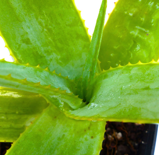 Aloe maroclada succulent with thick green leaves and small yellow spines along edges