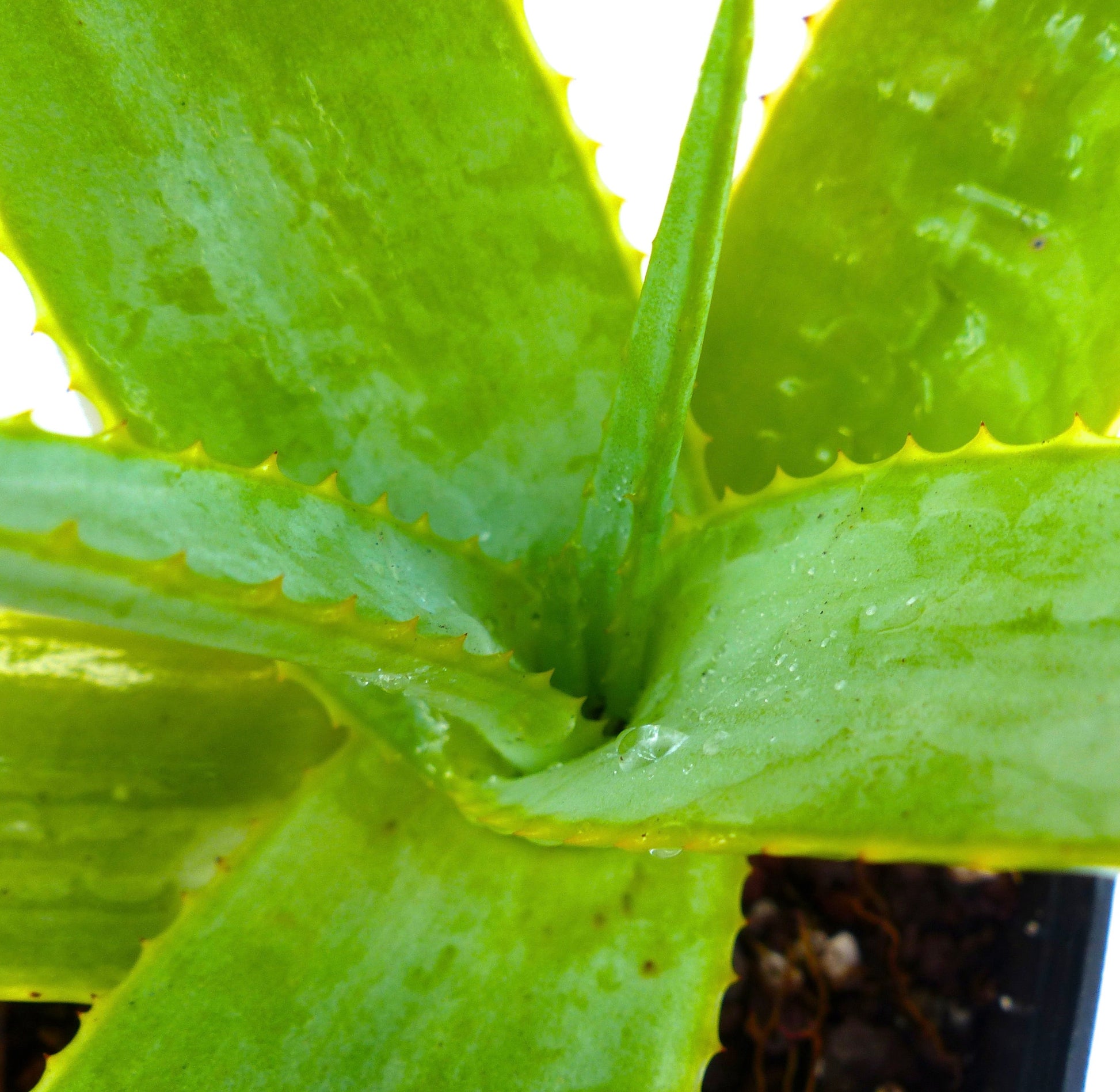 Aloe maroclada succulent with thick green leaves and small yellowish teeth along edges
