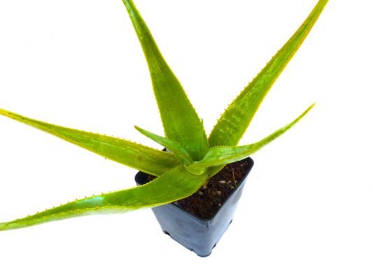 Aloe macroclada (Tananarive province, MADAGASCAR) 5-10cm