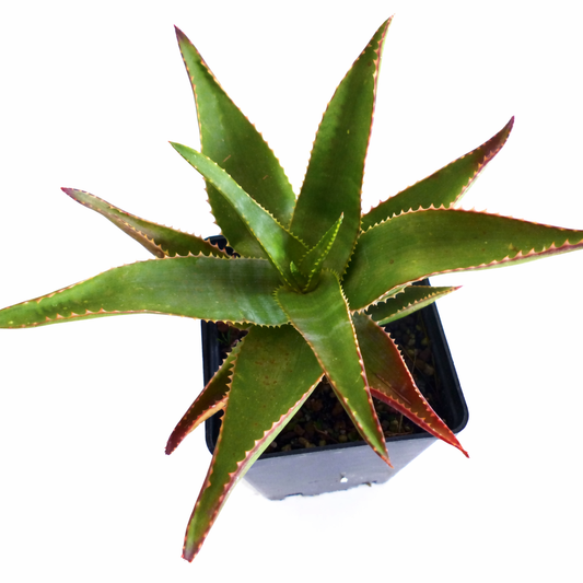 Aloe madecassa South of Antananarivo, MADAGASCAR 5-10cm