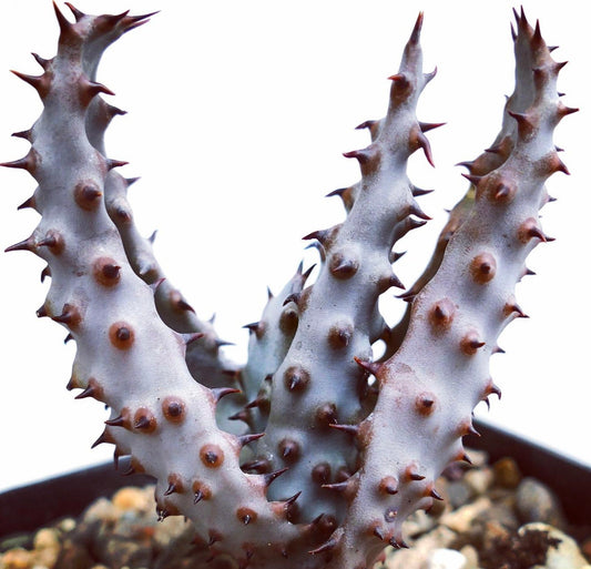 Succulenta Aloe marlothii con fusti spessi grigi e spine marroni prominenti in vaso