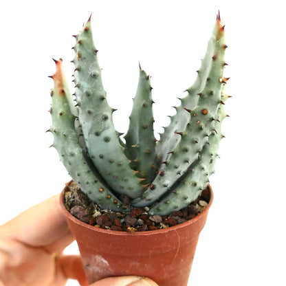 Aloe marlothii succulent with thick spiny gray-green leaves in small terracotta pot
