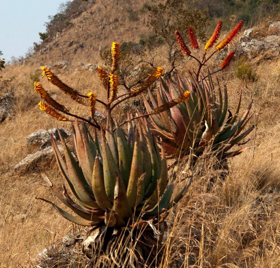 Aloe marlothii succulent with thick spiny leaves and tall orange flower spikes in dry landscape