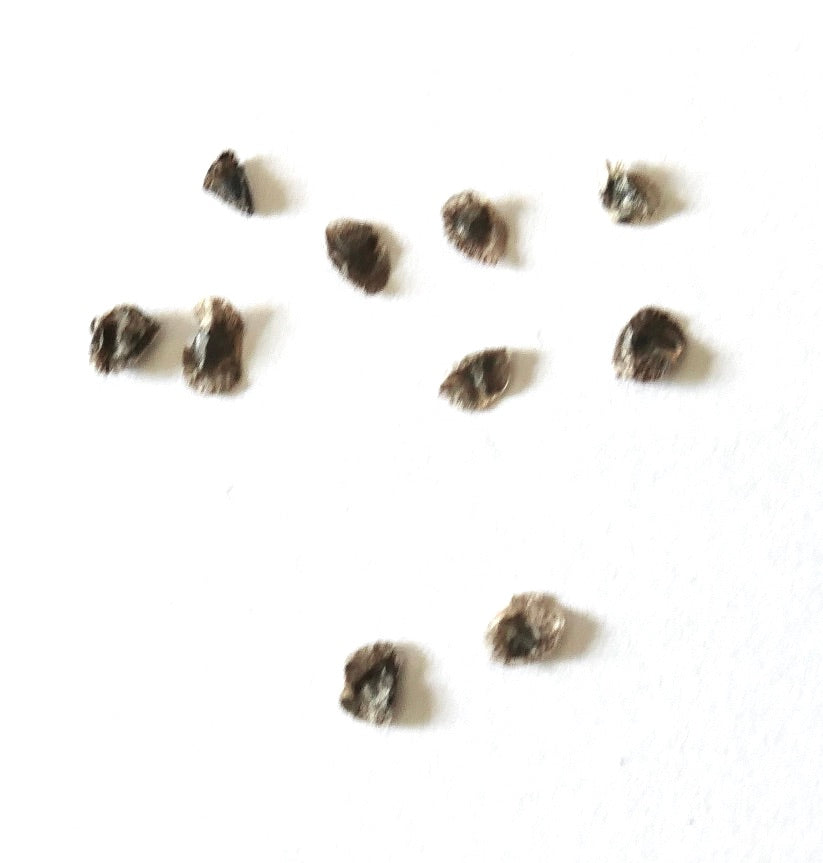 Aloe maroclada dried seeds scattered on white background for planting