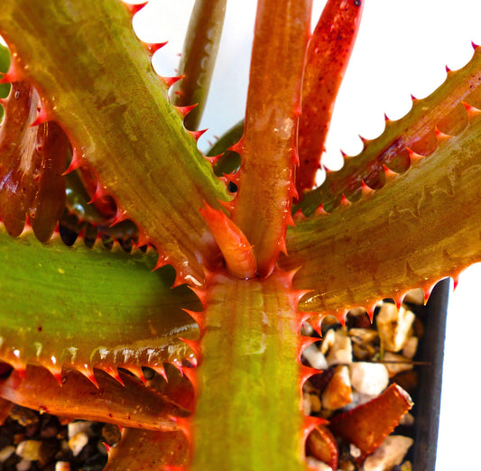 Aloe new specie affinis Mawii from Mount Yokolo MOZAMBIQUE 5-10cm