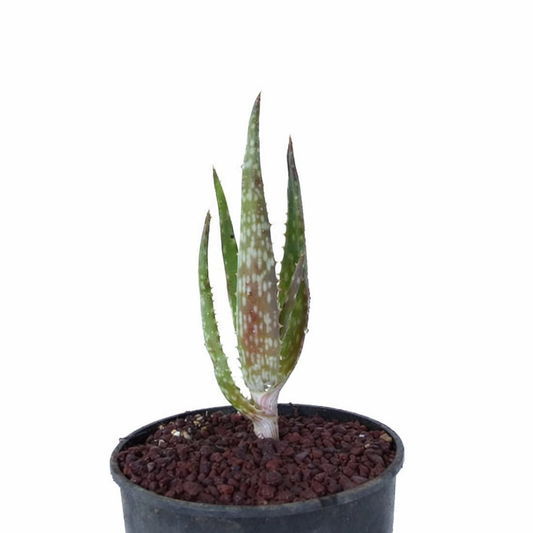 Aloe ngobitensis (ex Specks, Exotica) 15-30cm | Aloe | Ngobit Aloe