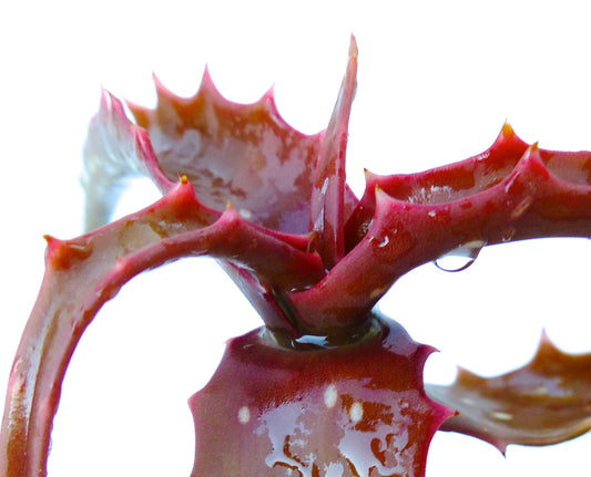 Aloe palmiformis near Lubango, ANGOLA (ex Specks, Exotica) 5-10cm