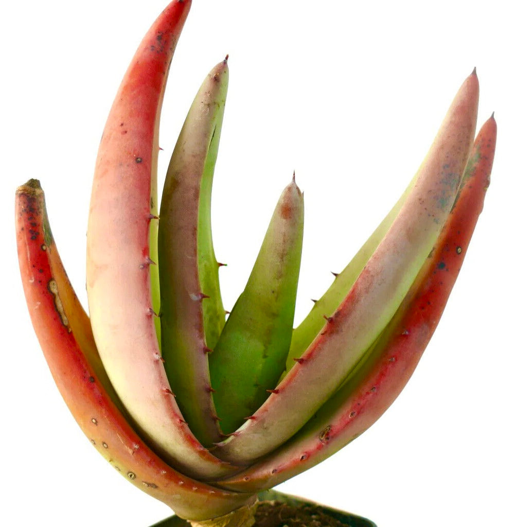 Aloe petricola succulent with long curved reddish-green spiny leaves in pot