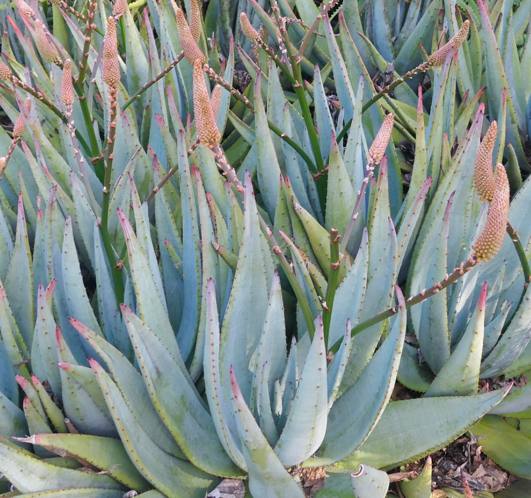 Succulenta Aloe petricola con foglie spesse verde-blu e alti steli fioriti rosa