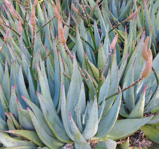 Aloe petricola succulent with thick blue-green leaves and tall pink flowering stalks