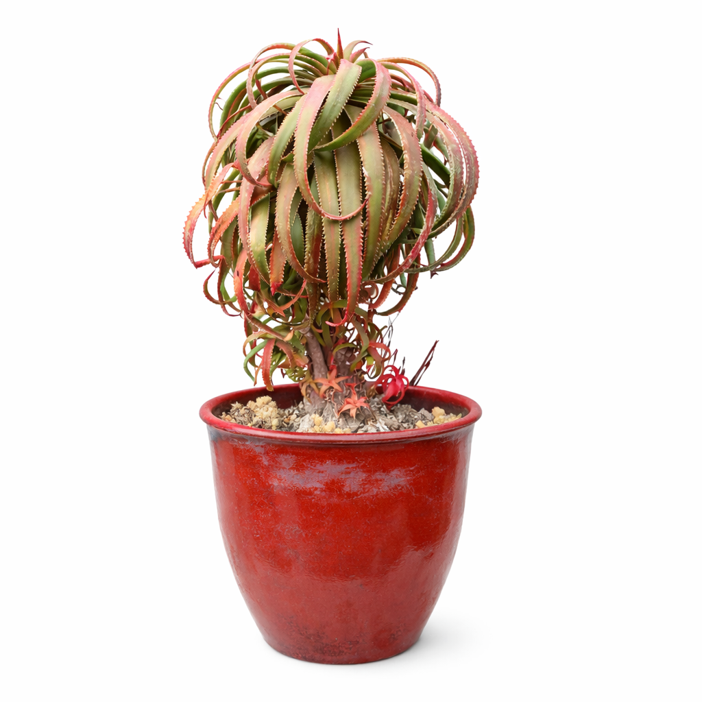 Aloe pluridens succulent with curved spiny leaves in red ceramic pot