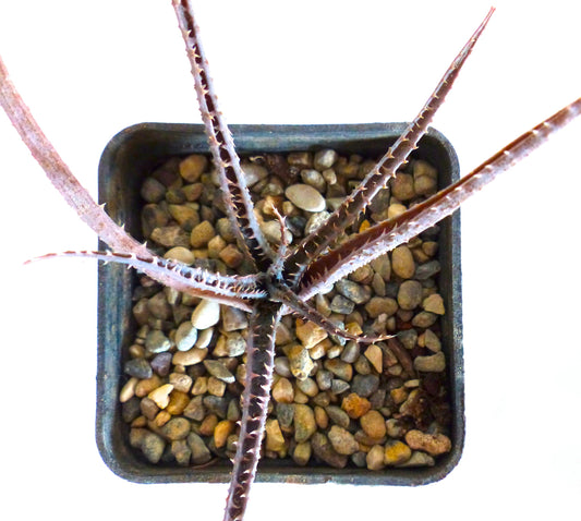 Aloe pseudoparvula (Antoetra Hills, MADAGASCAR) 15-30cm | Aloe