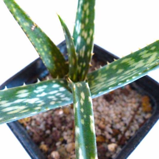 Aloe rabaiensis (near Lake Eyasi, TANZANIA) 15-30cm | Rabai aloe