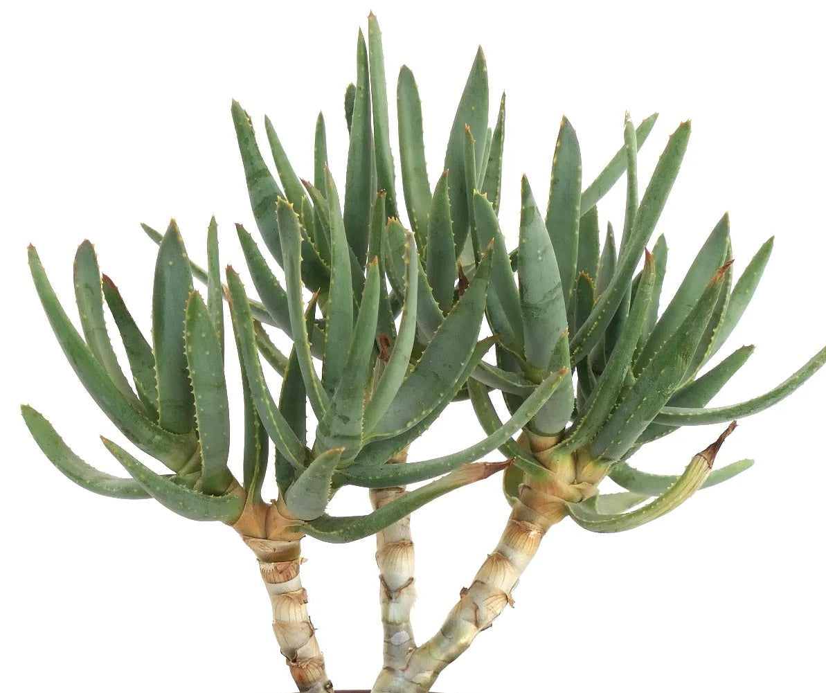 Aloe ramosissima succulent with slender green leaves and thick branching stems