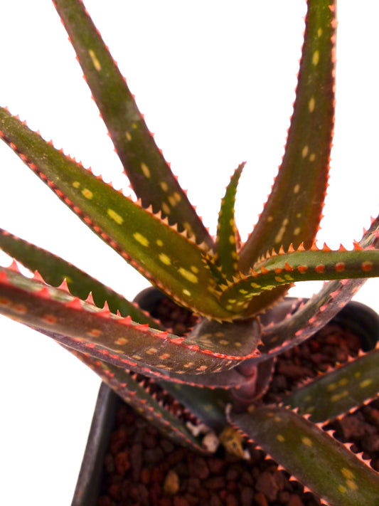 Aloe rebmannii (North East of Fort Dauphin, MADAGASCAR) 5-10cm