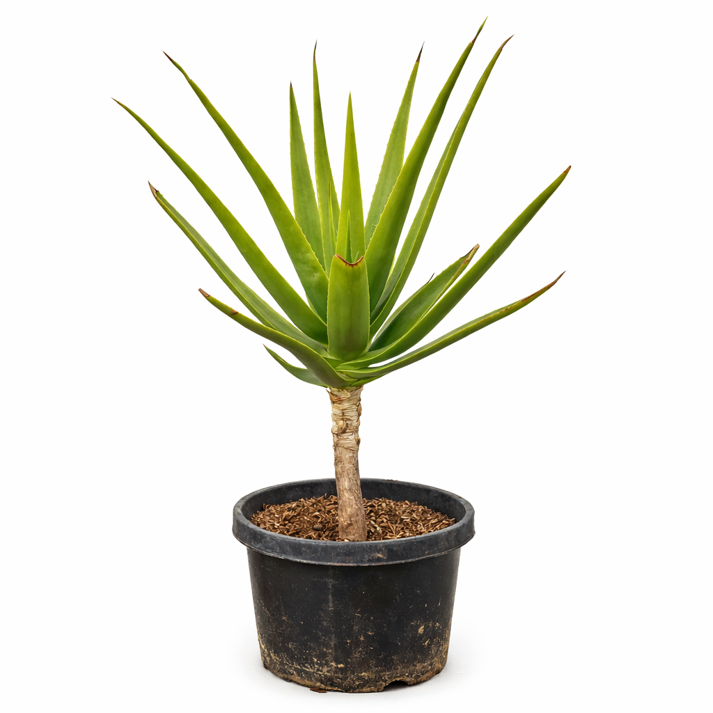 Aloe rivierei succulent plant with long pointed green leaves in black pot