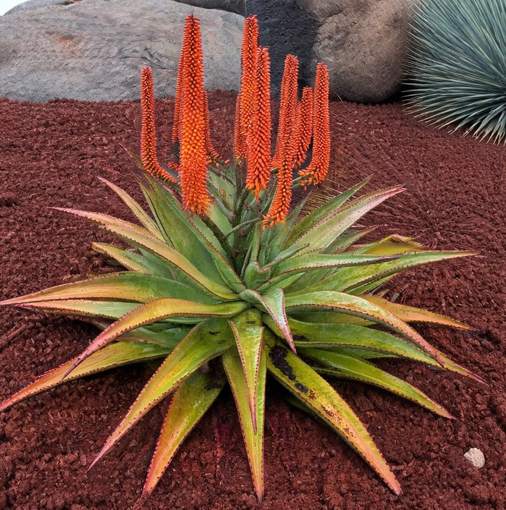 Aloe rupestris succulent with spiky green leaves and tall vibrant orange flower spikes