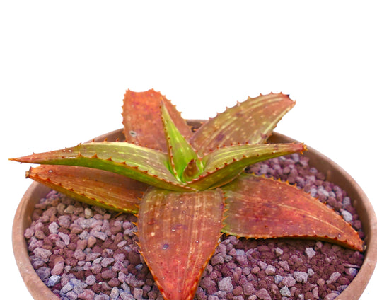 Aloe saponaria succulent with thick spiny leaves showing red and green variegation in pot