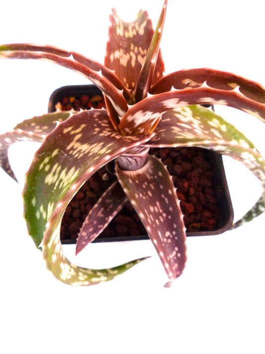 Aloe suffulta MOZAMBIQUE (ex Specks, Exotica) 5-10cm | Aloe
