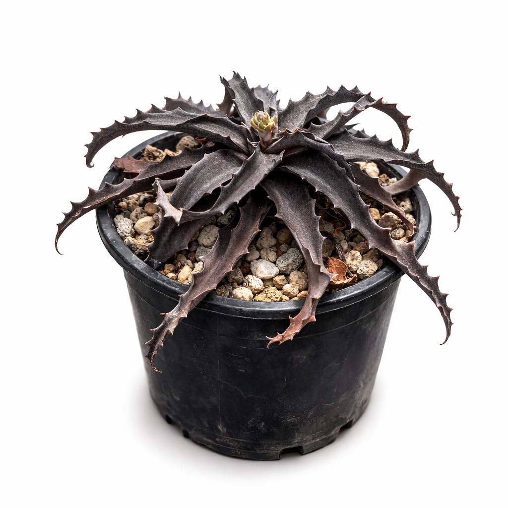 Aloe turkanensis rare succulent with dark spiky leaves in black plastic pot
