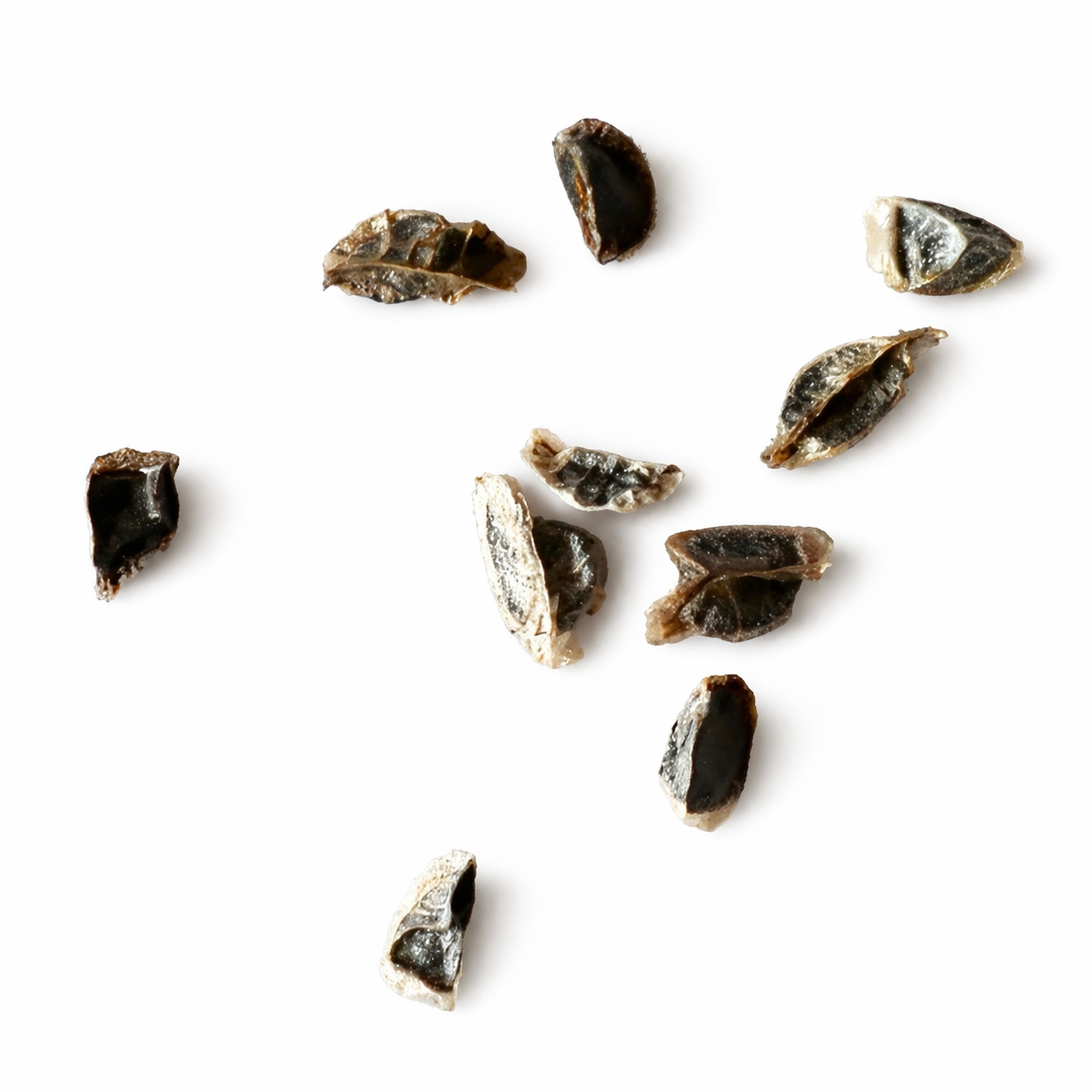 Aloe vanbalenii succulent seeds with dark and textured surfaces isolated on white background