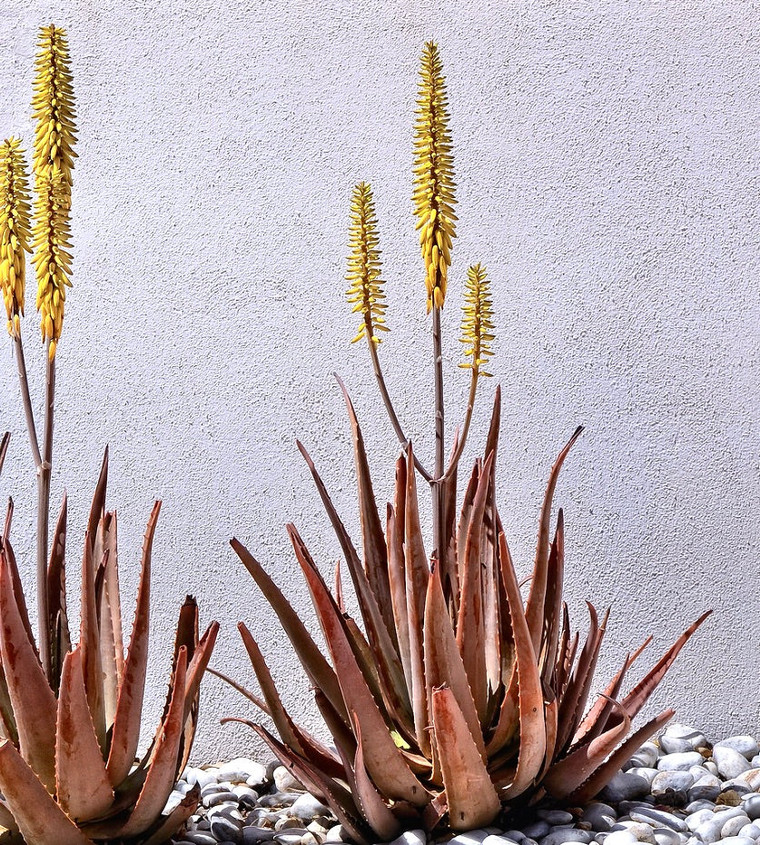 Aloe vera succulent with tall yellow flower spikes and reddish pointed leaves growing in pebbles